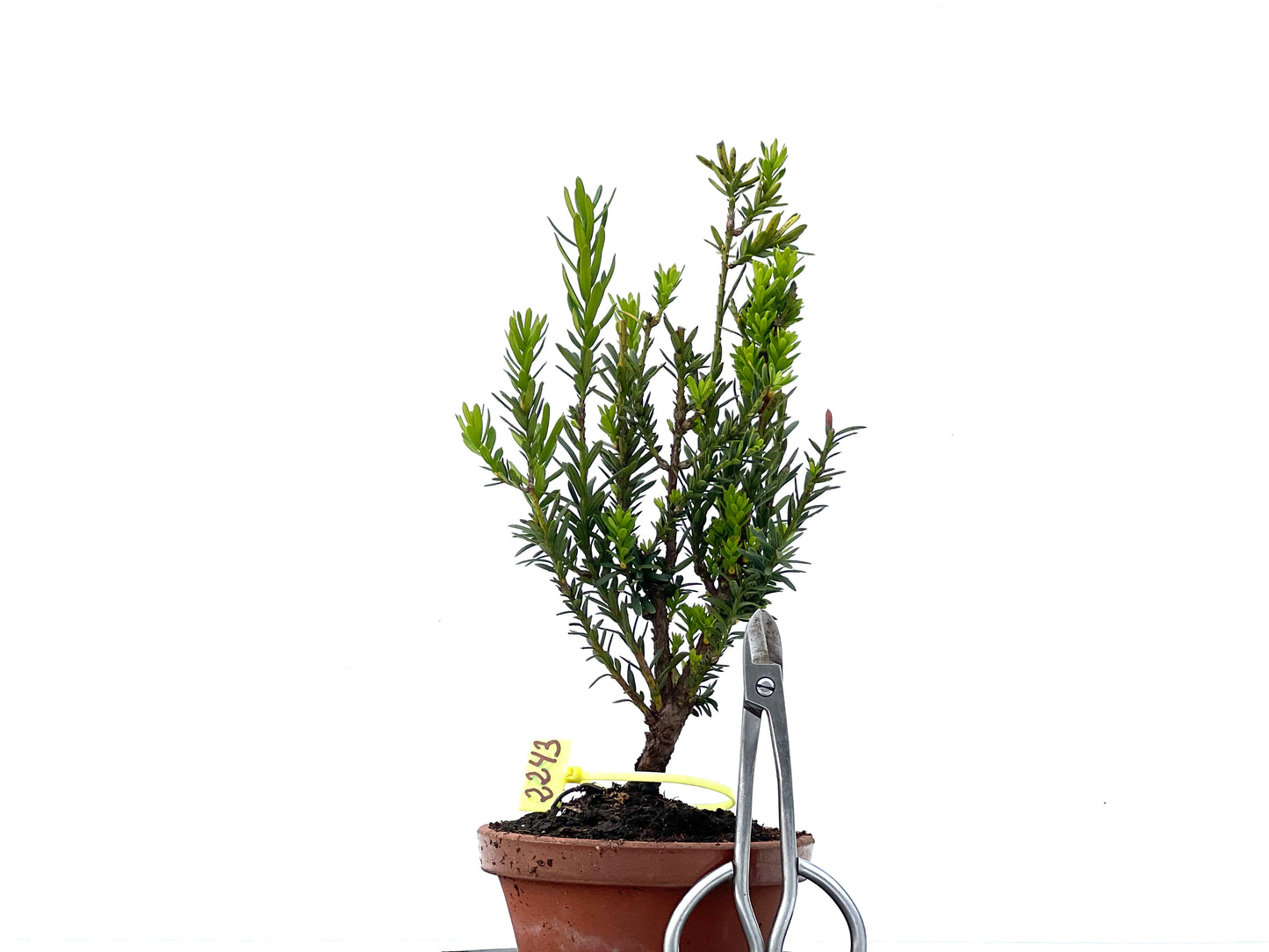 Taxus Baccata 2243