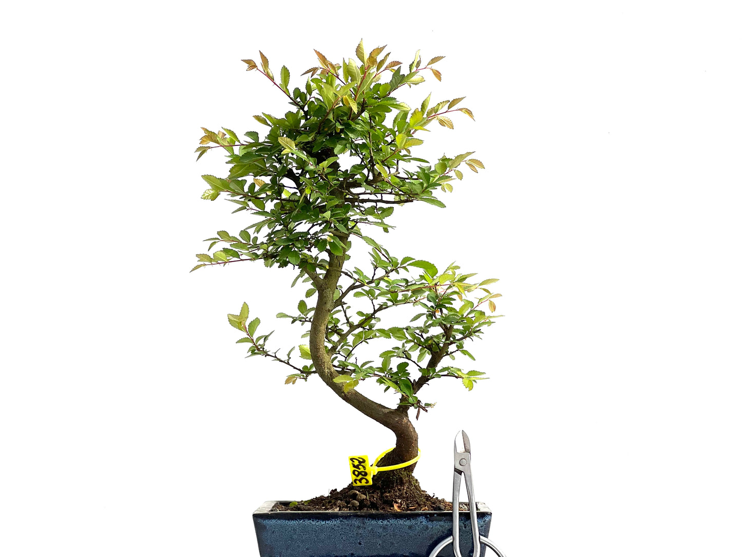 Ulmus Parvifolia 3852