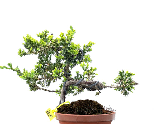Juniperus Procumbens Kyshio 2239