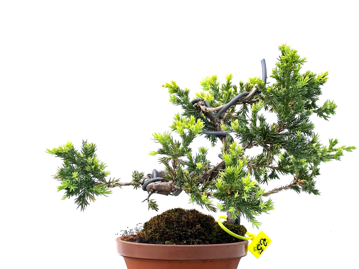 Juniperus Procumbens Kyshio 2239