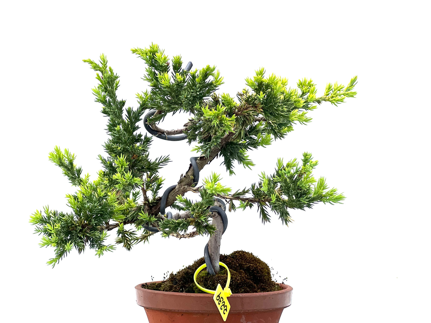 Juniperus Procumbens Kyshio 2239