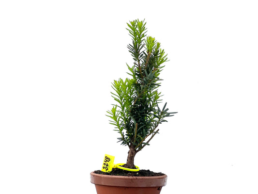 Taxus Baccata 2248