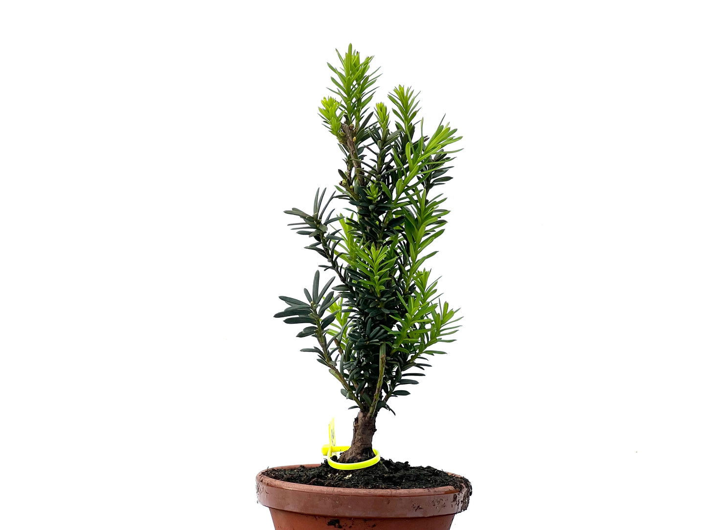 Taxus Baccata 2248