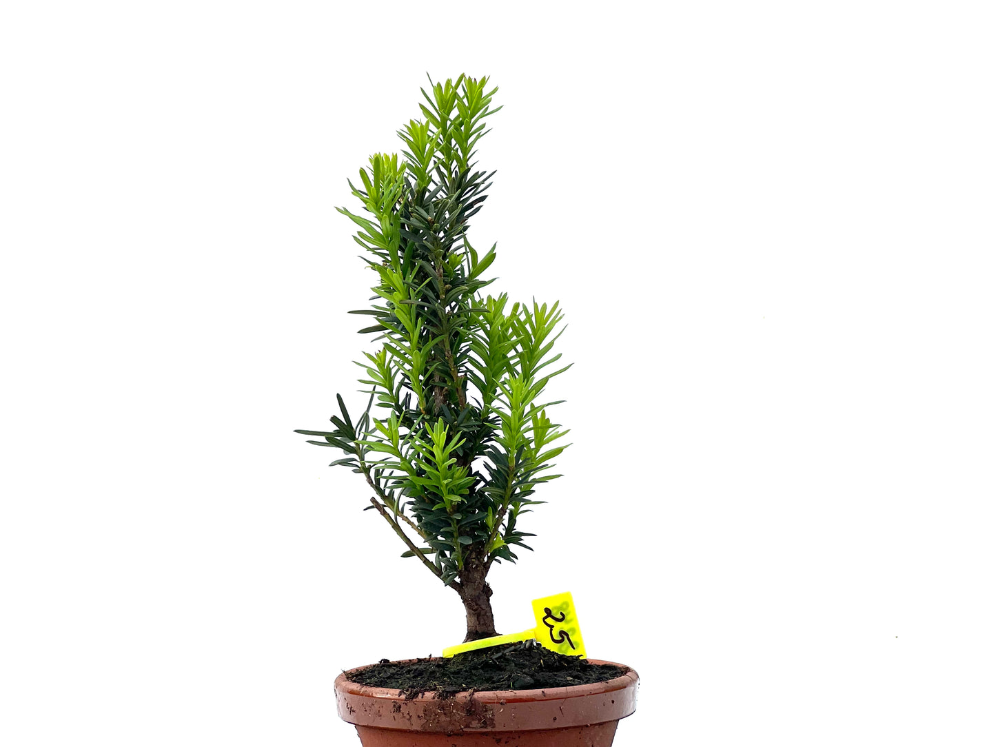 Taxus Baccata 2248