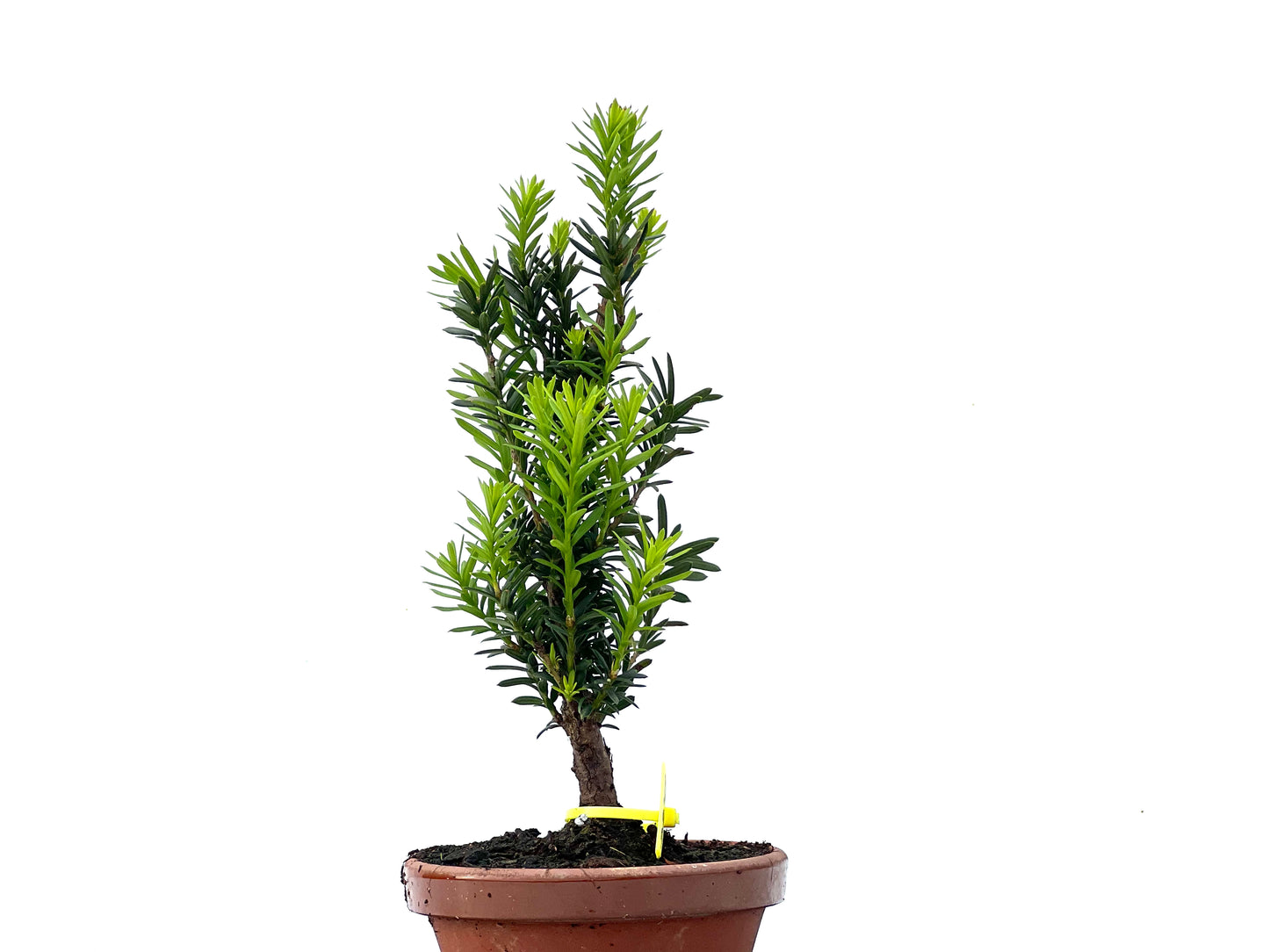 Taxus Baccata 2248