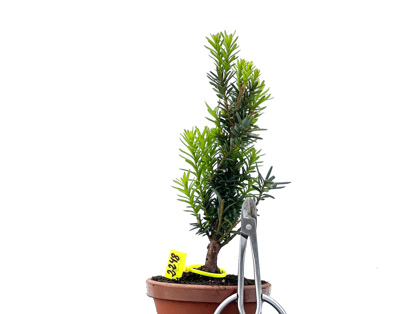 Taxus Baccata 2248