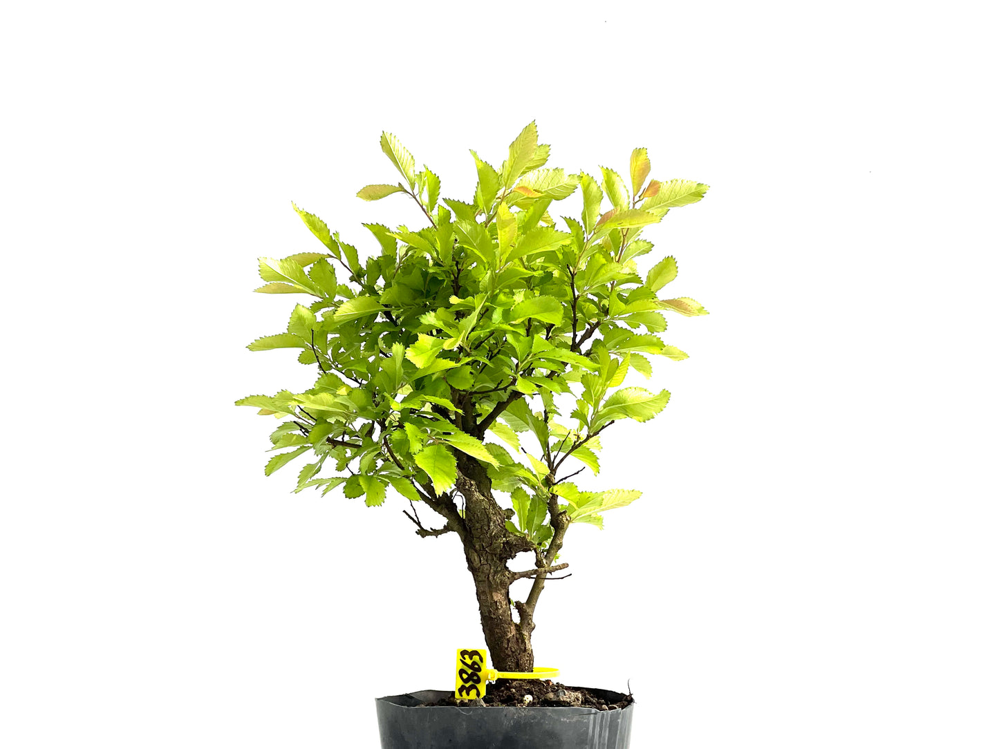 Ulmus Nire Keyaki 3863