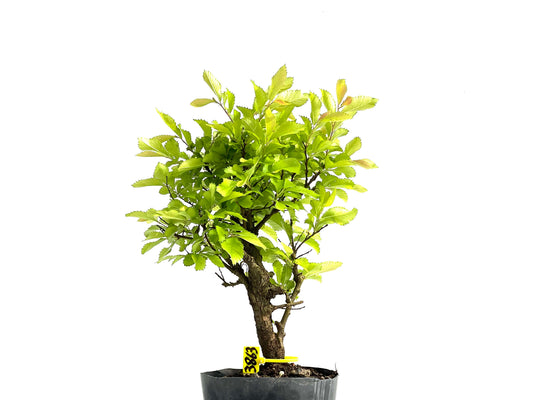 Ulmus Nire Keyaki 3863
