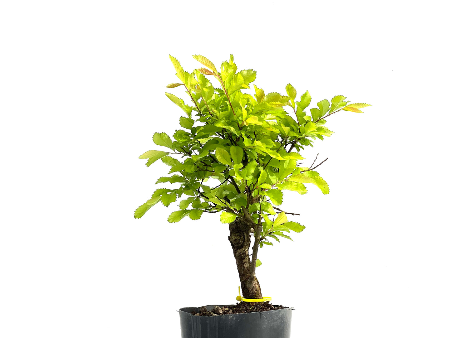 Ulmus Nire Keyaki 3863