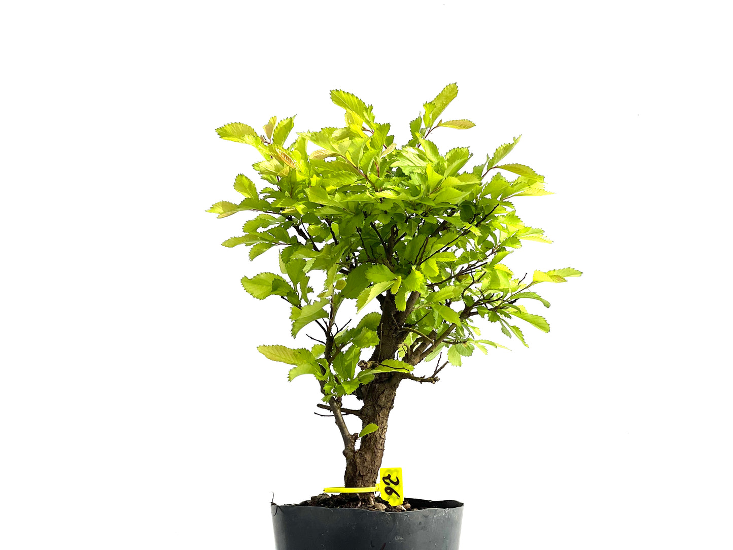 Ulmus Nire Keyaki 3863