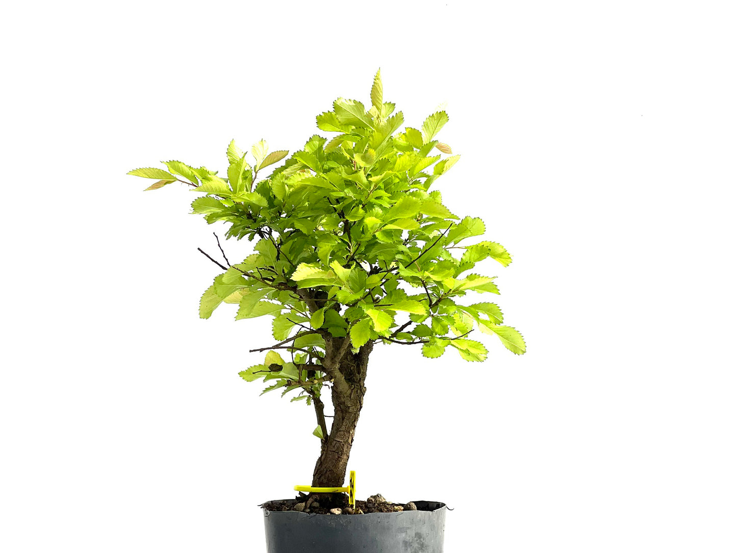 Ulmus Nire Keyaki 3863
