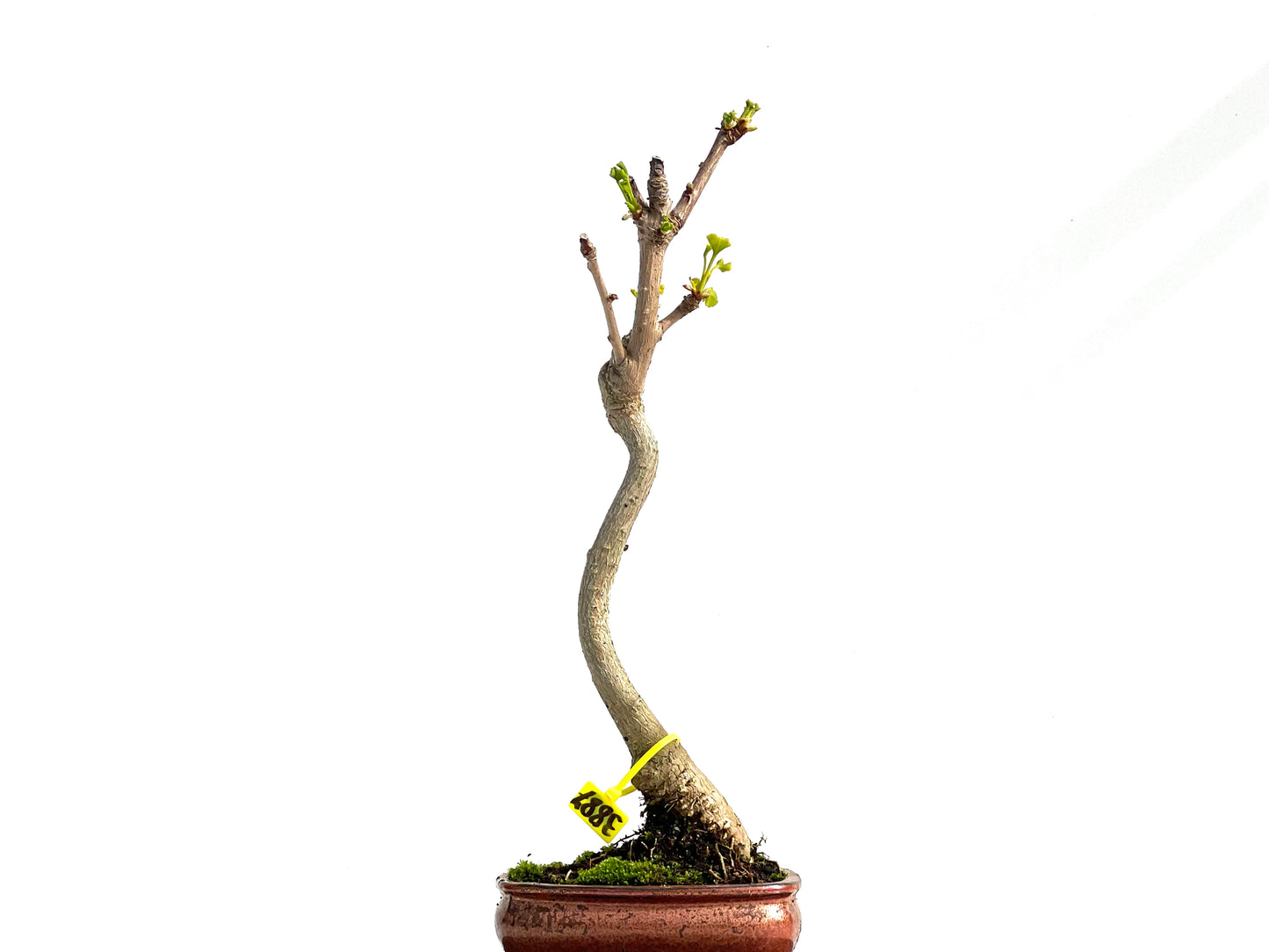 Ginkgo Biloba 3887