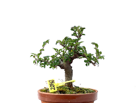 Ulmus Parvifolia 2242