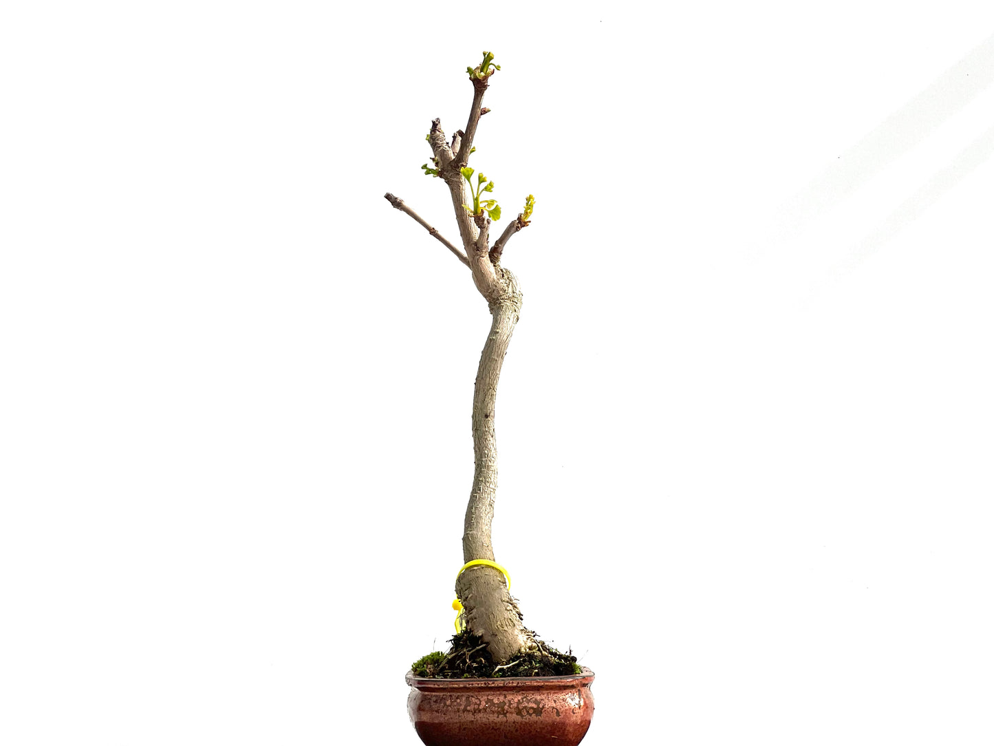 Ginkgo Biloba 3887
