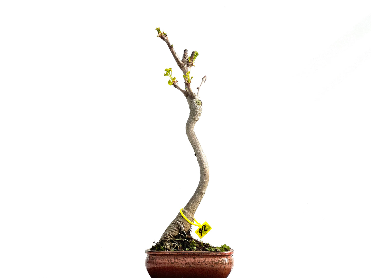 Ginkgo Biloba 3887