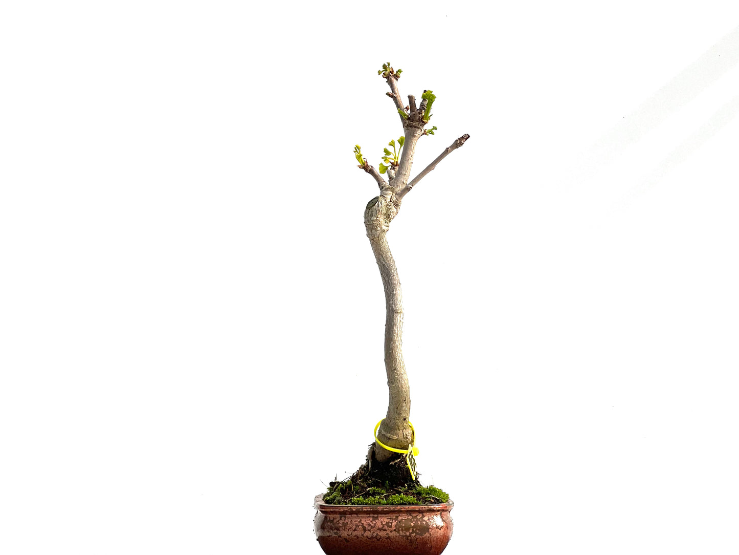Ginkgo Biloba 3887