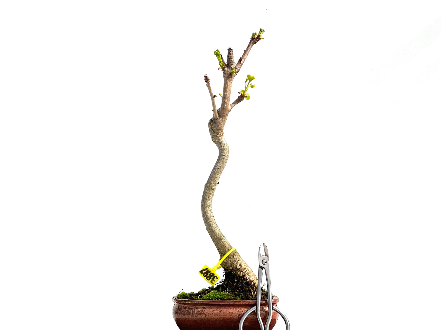 Ginkgo Biloba 3887