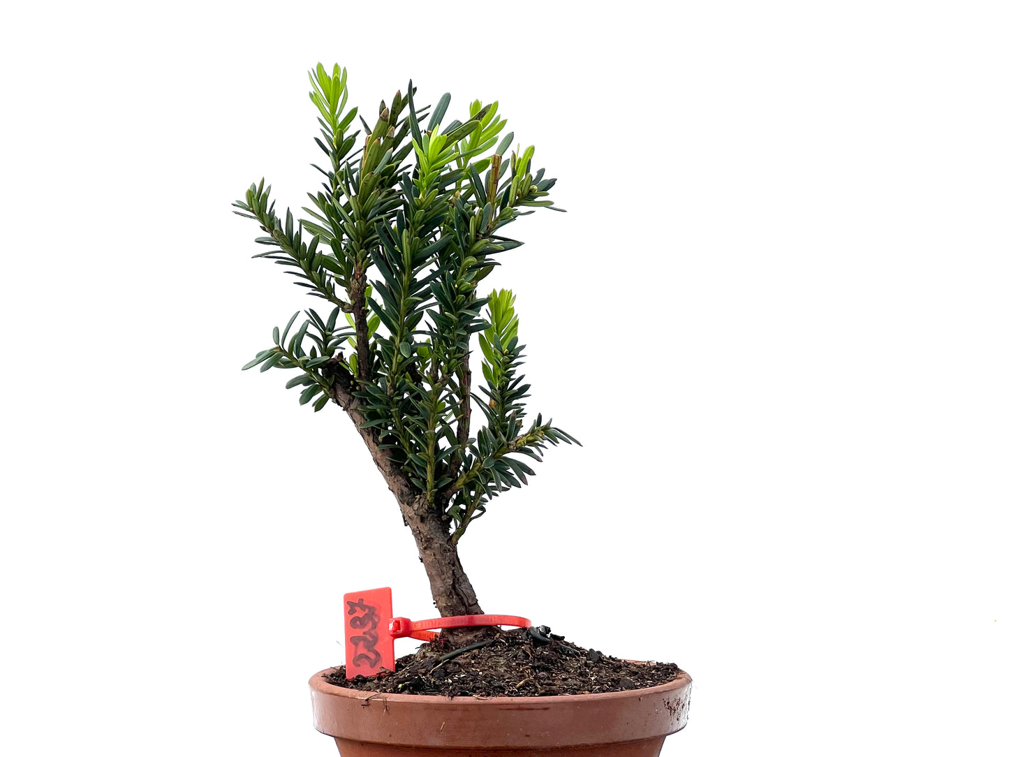 Taxus Baccata 2237