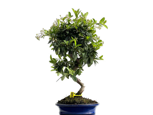 Pyracantha 3883