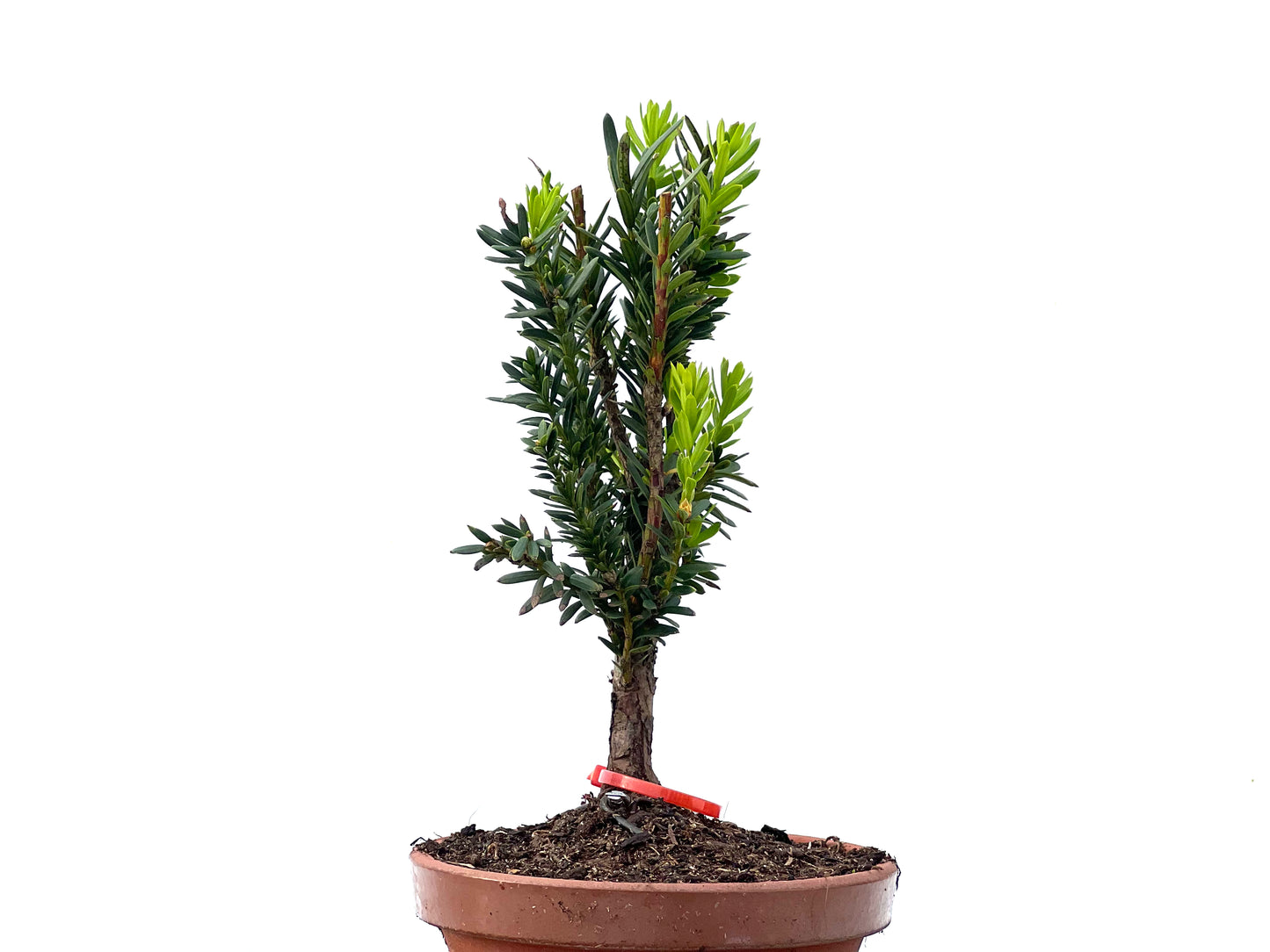 Taxus Baccata 2237