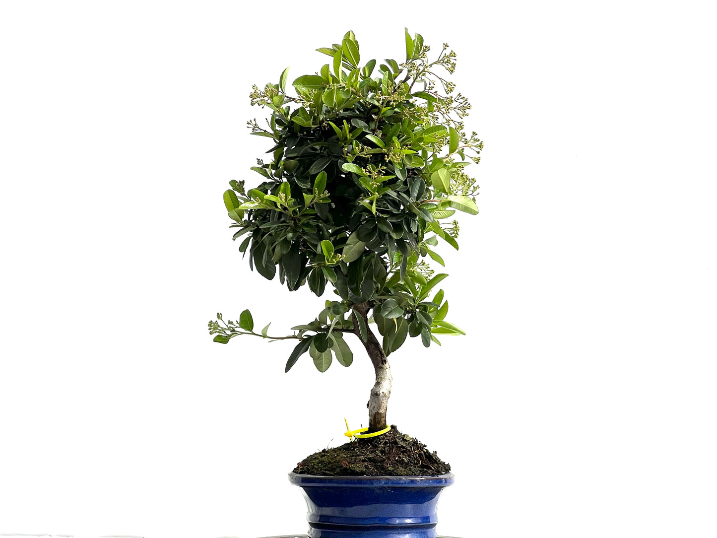 Pyracantha 3883
