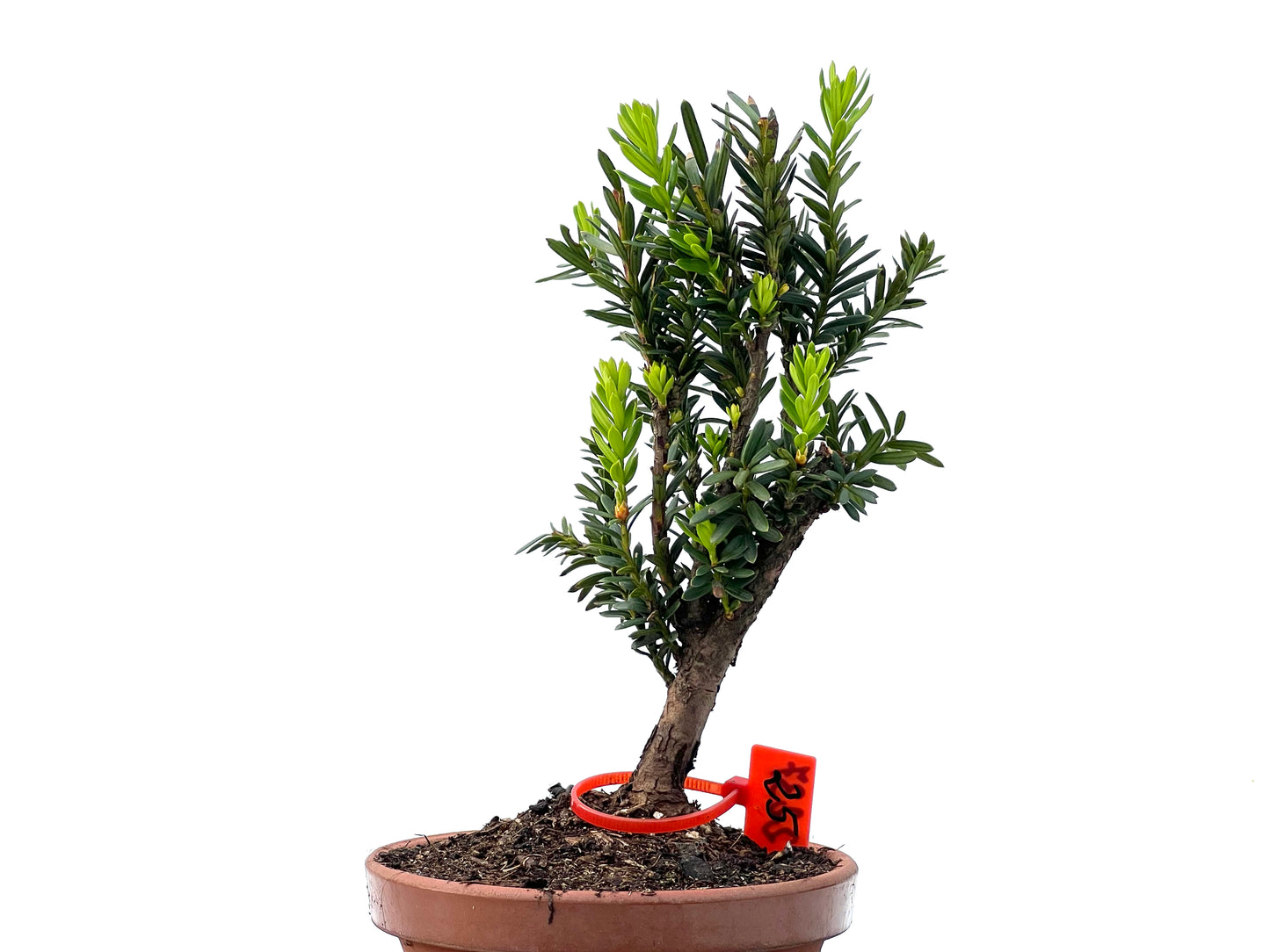 Taxus Baccata 2237