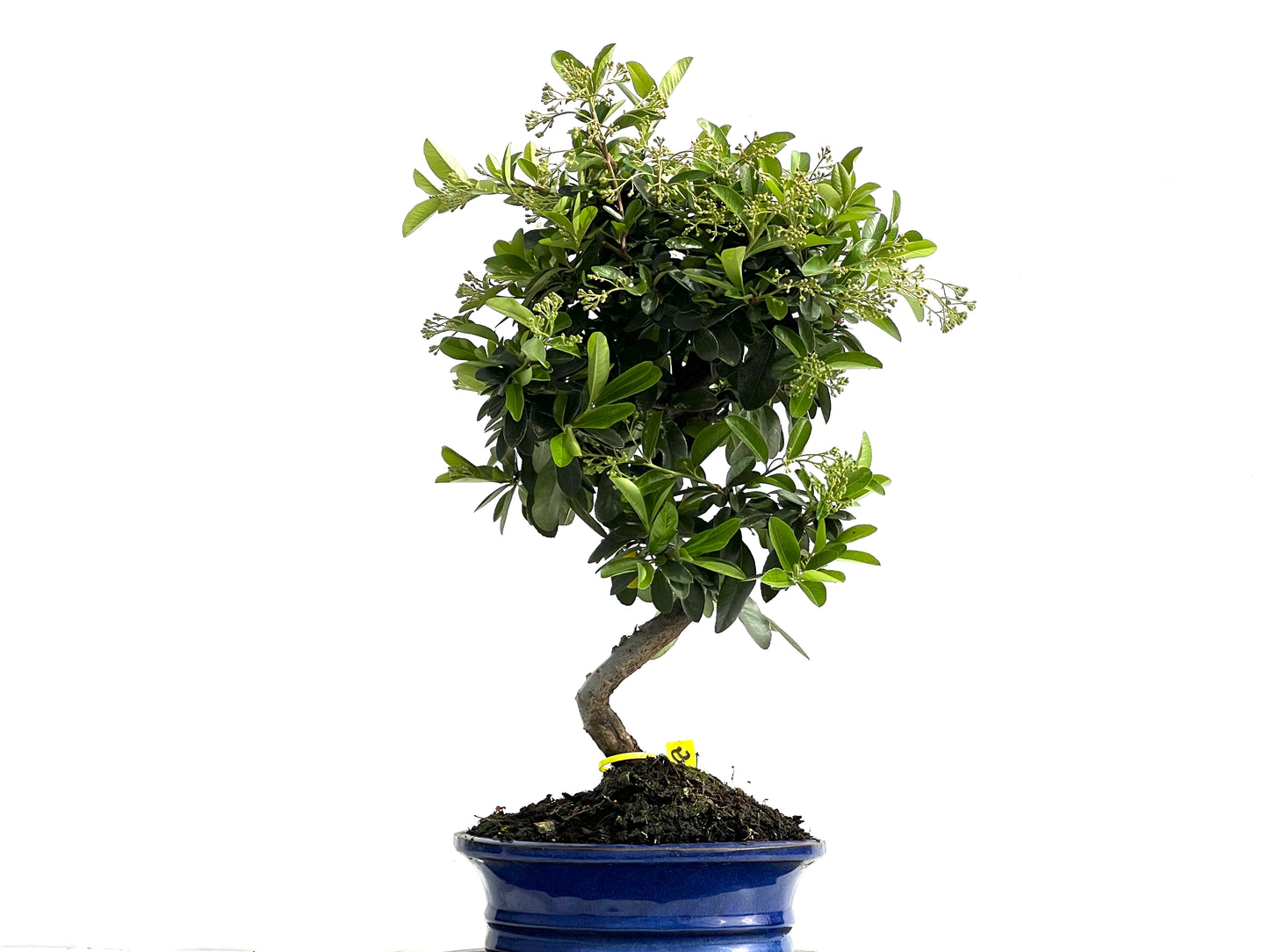 Pyracantha 3883