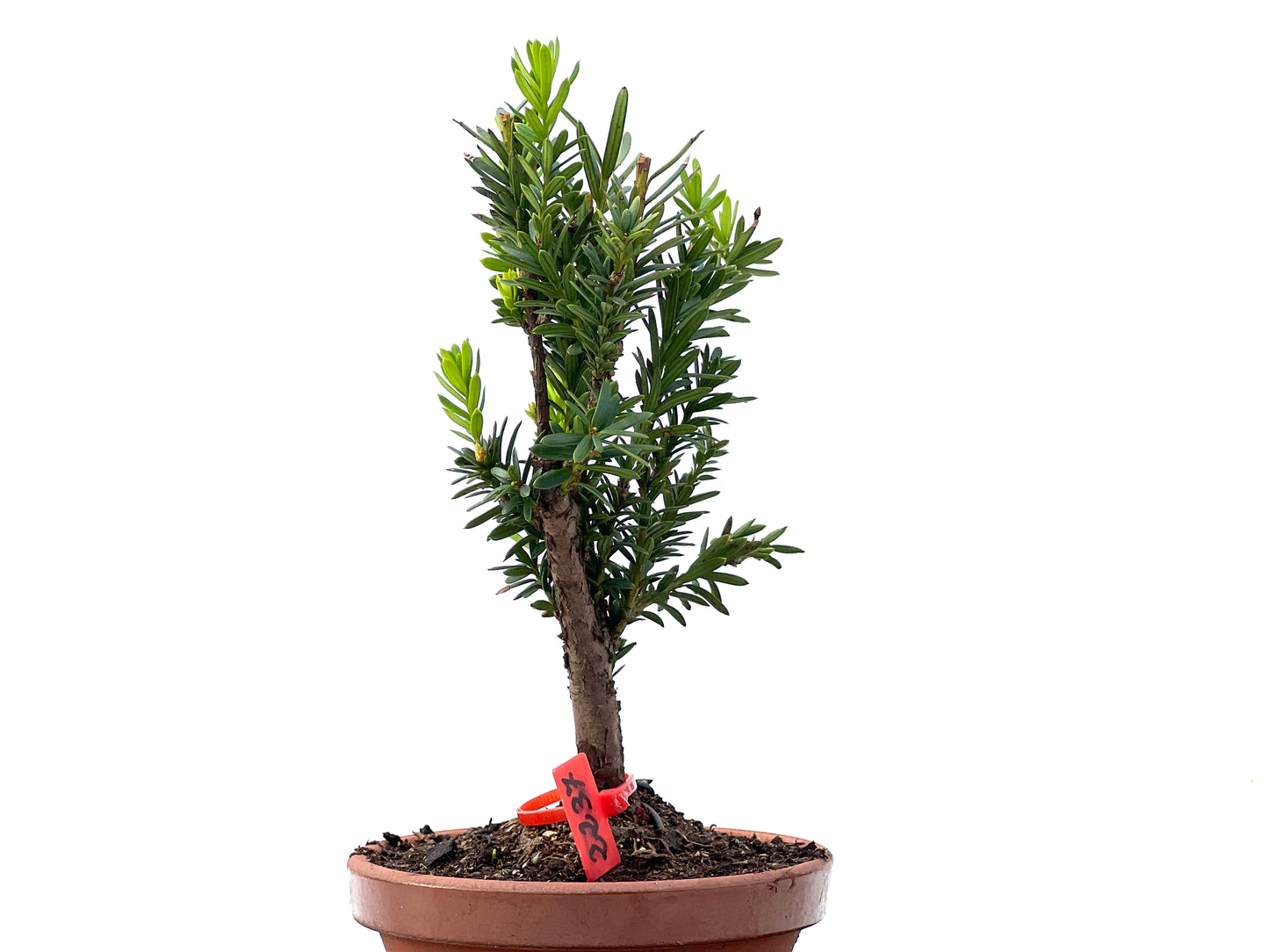 Taxus Baccata 2237