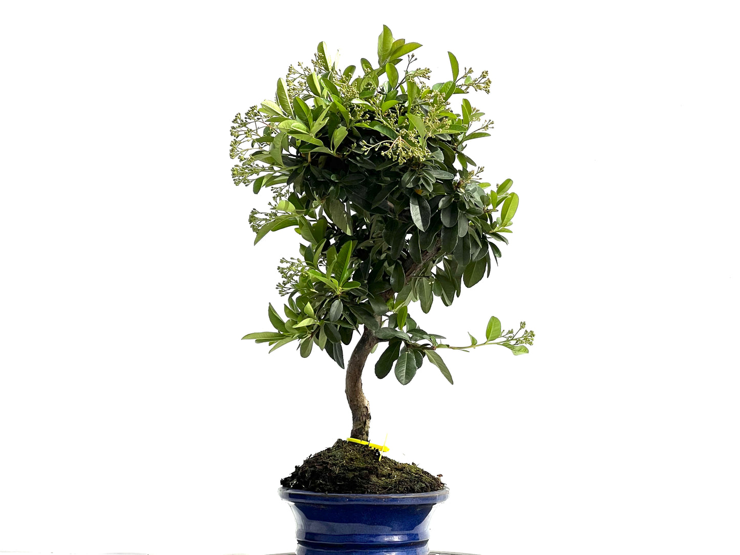 Pyracantha 3883