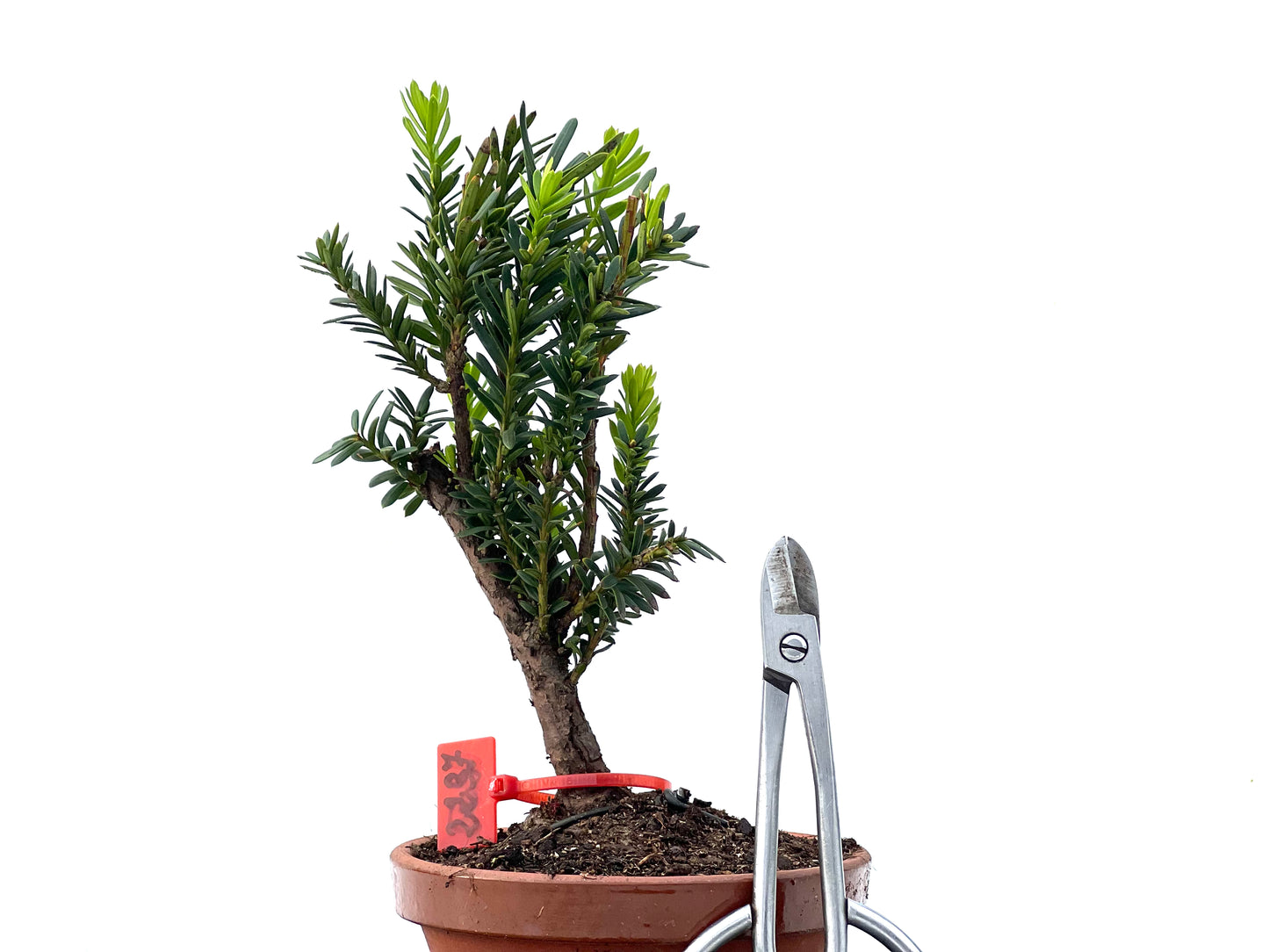 Taxus Baccata 2237