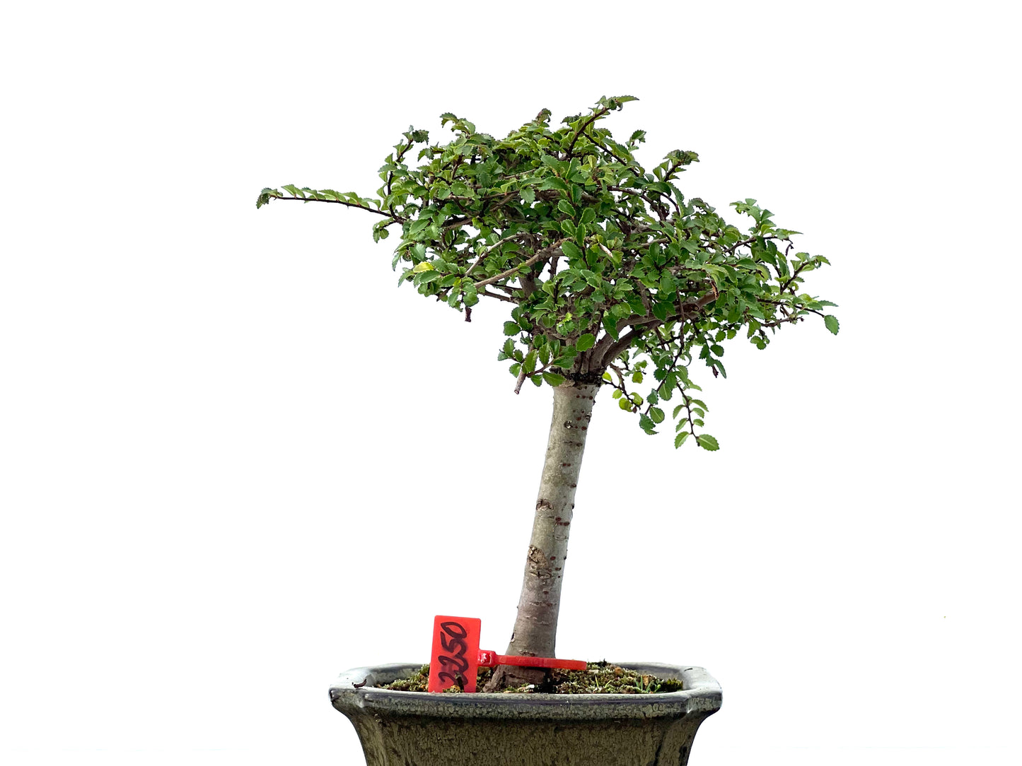 Ulmus Parvifolia 2250