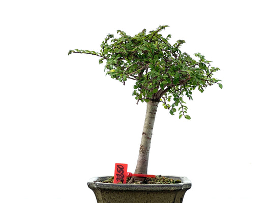 Ulmus Parvifolia 2250