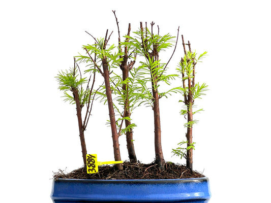 Bosque Metasequoia 3884