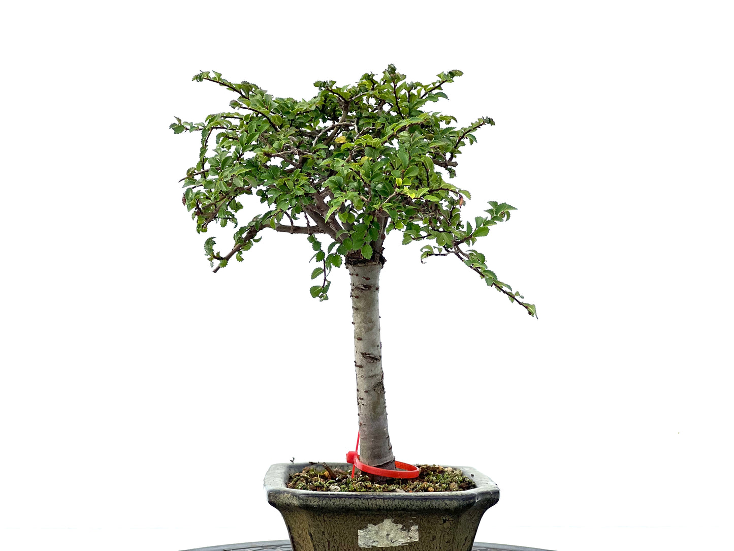 Ulmus Parvifolia 2250