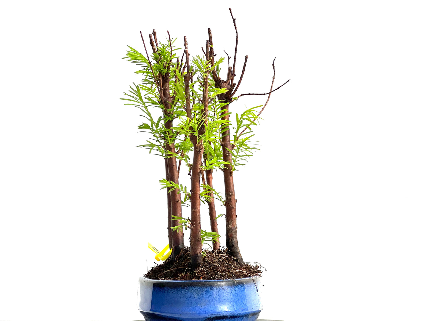 Bosque Metasequoia 3884
