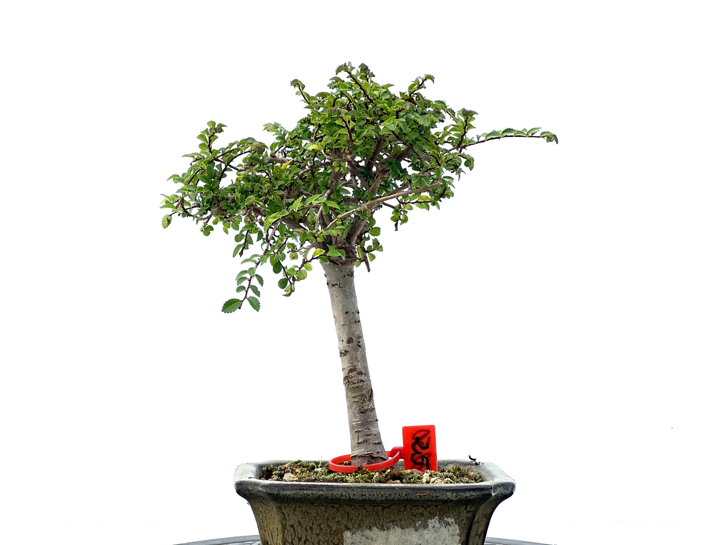 Ulmus Parvifolia 2250
