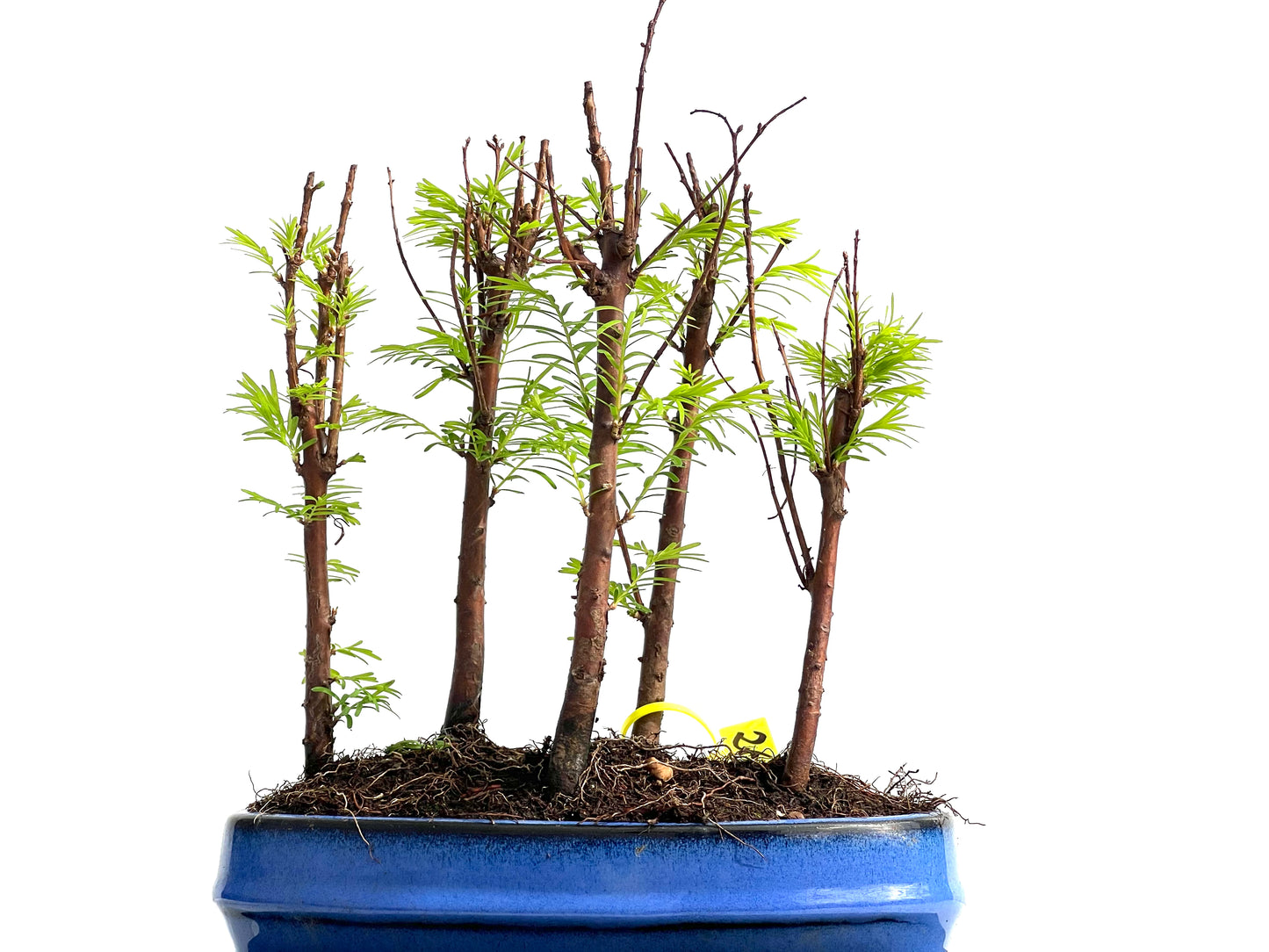 Bosque Metasequoia 3884