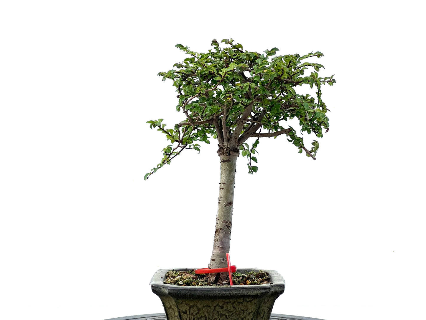 Ulmus Parvifolia 2250
