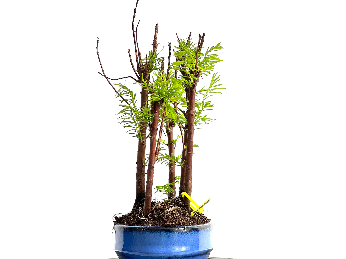 Bosque Metasequoia 3884