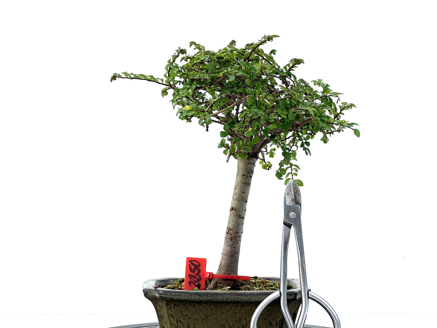 Ulmus Parvifolia 2250