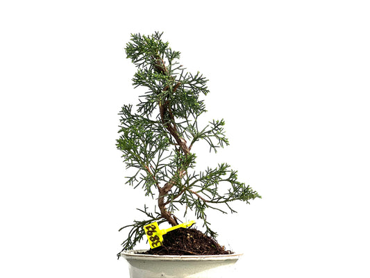 Juniperus Chinensis Kyushu 3892