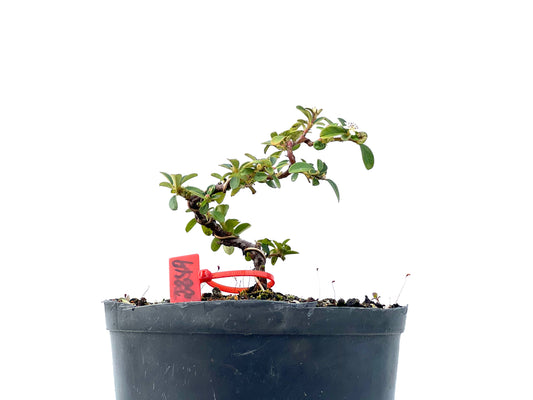 Cotoneaster Horizontalis 2249