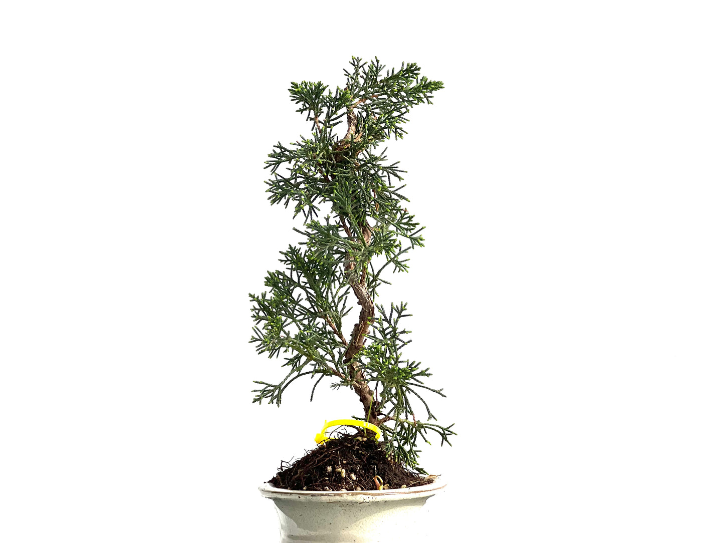 Juniperus Chinensis Kyushu 3892