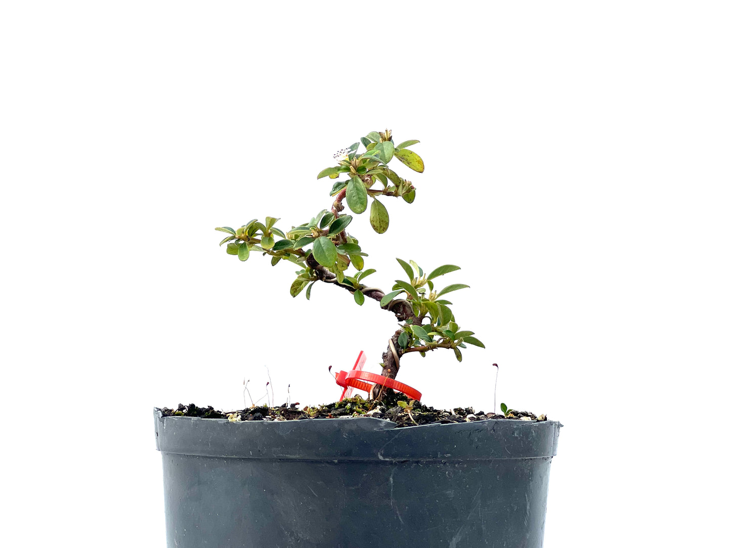 Cotoneaster Horizontalis 2249