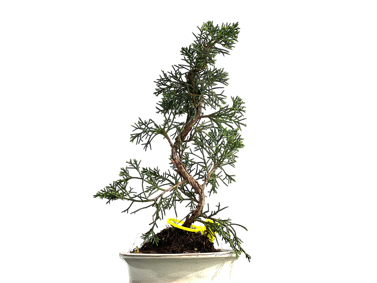 Juniperus Chinensis Kyushu 3892