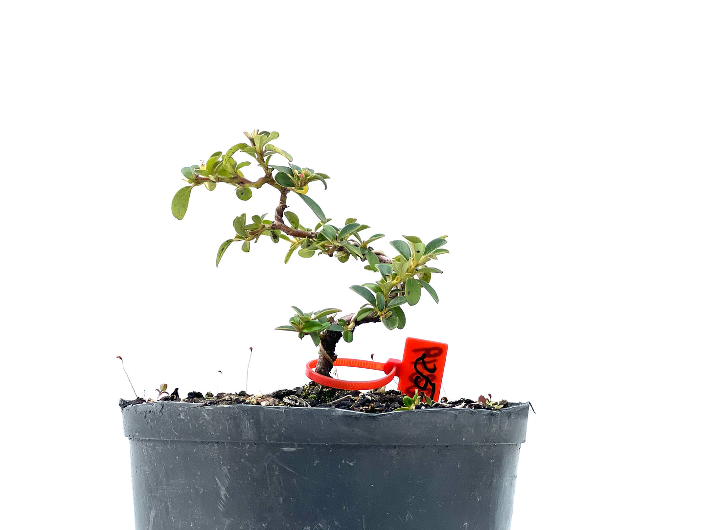 Cotoneaster Horizontalis 2249