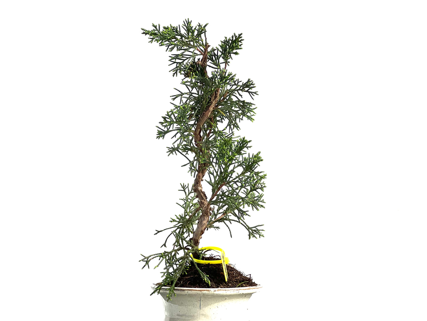 Juniperus Chinensis Kyushu 3892