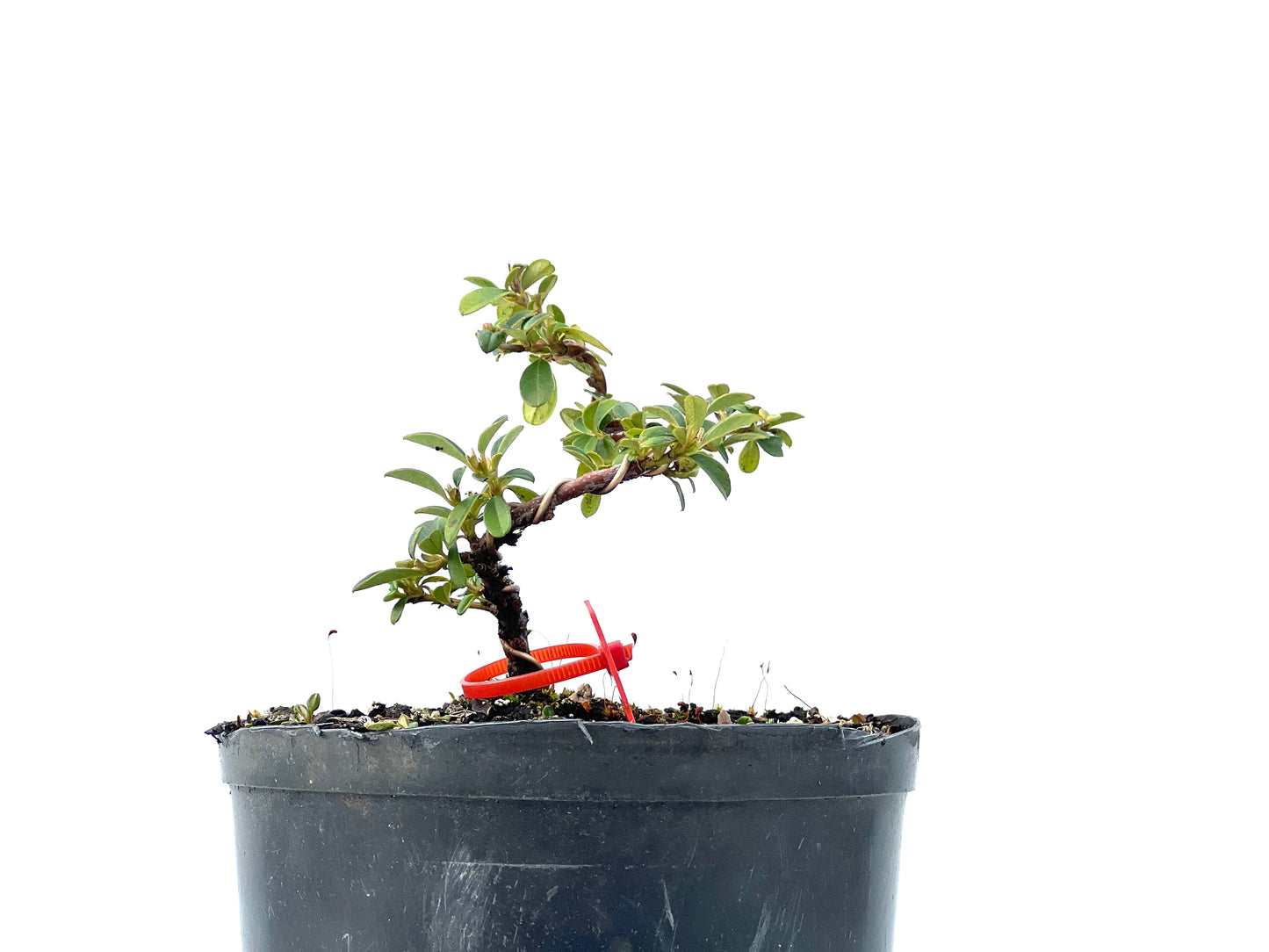 Cotoneaster Horizontalis 2249