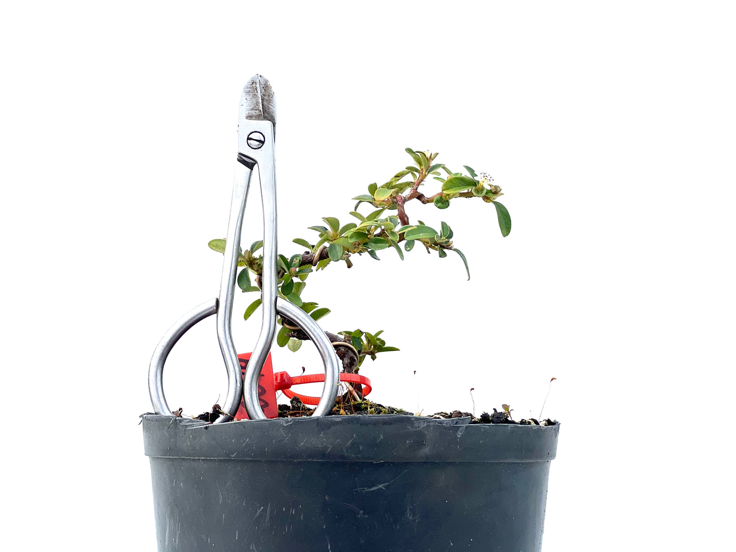 Cotoneaster Horizontalis 2249