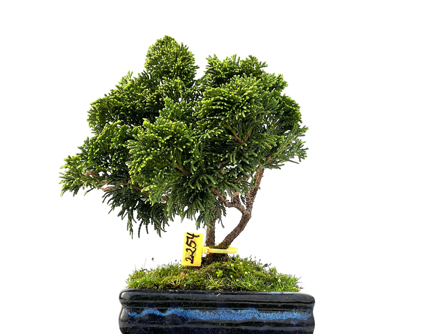 Chamaecyparis Obtusa Nana 2254